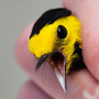Experts say glass buildings kill millions of birds every year. Scientists at Powdermill Avian Research Center are studying ways to help prevent this. Here, a volunteer tags a black hooded warbler in Rector, Pa., in May.