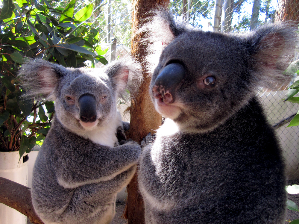 Two blind koalas are in permanent care at Friends of the Koala in Lismore, Australia.