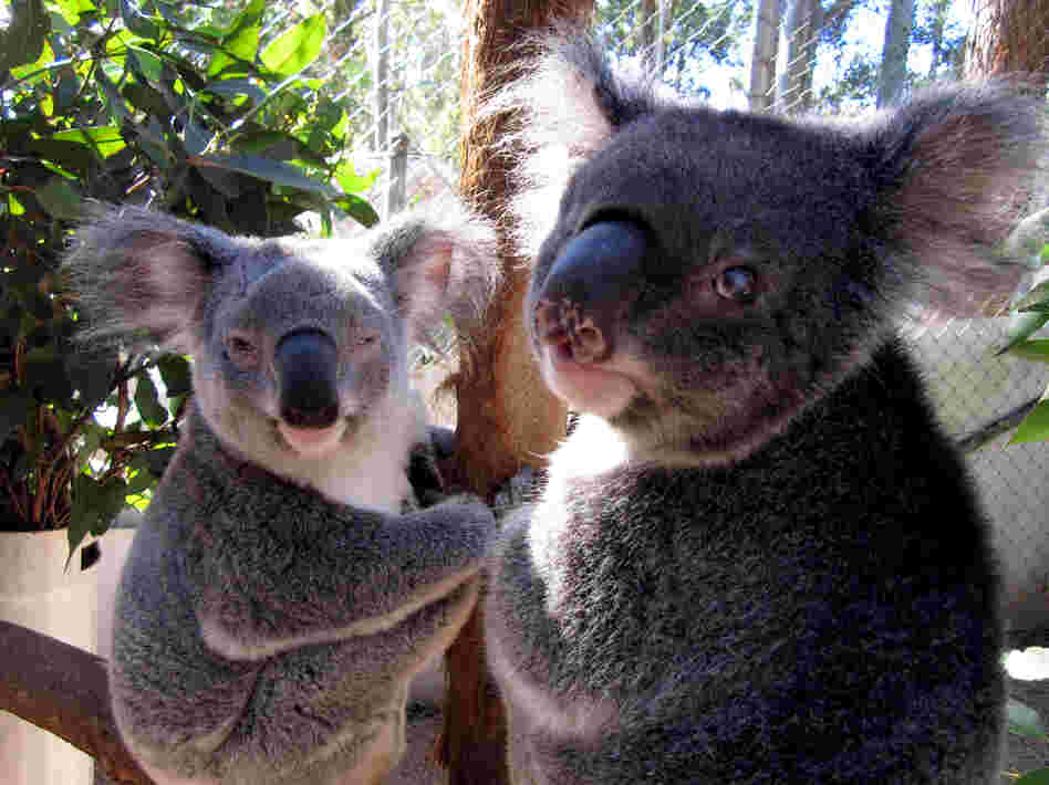 Two blind koalas are in permanent care at Friends of the Koala in Lismore, Australia.