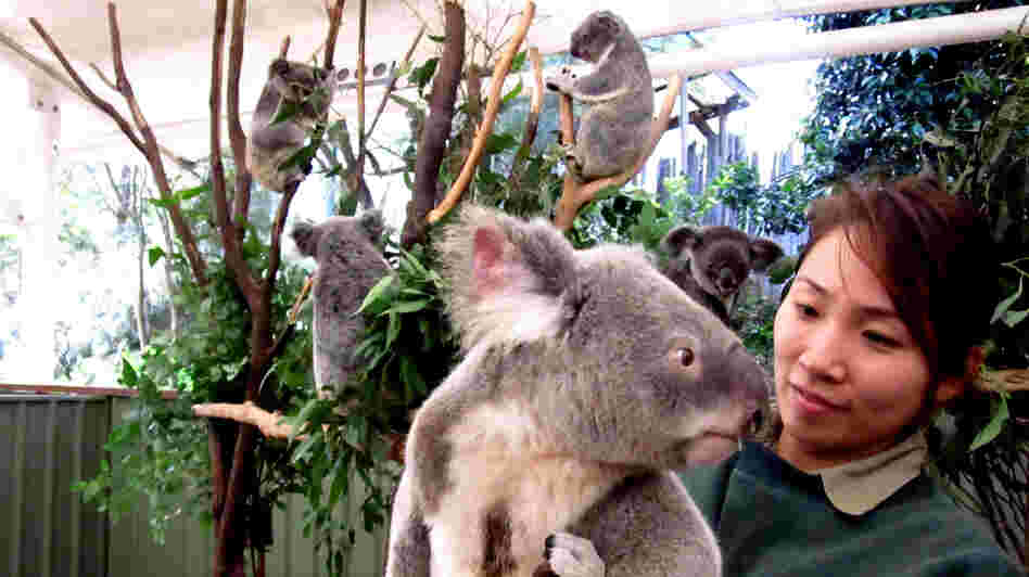 A male koala visits the female enclosure at the Lone Pine Koala Sanctuary in Brisbane, Australia. Koalas are dwindling in number as their habitat along Australia's east coast gives way to urban growth.