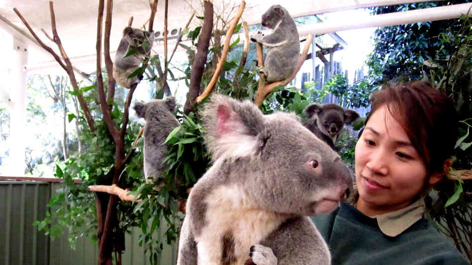 A male koala visits the female enclosure at the Lone Pine Koala Sanctuary in Brisbane, Australia. Koalas are dwindling in number as their habitat along Australia's east coast gives way to urban growth.