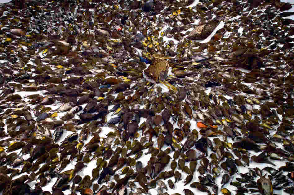 This assortment of more than 1,500 dead birds, all killed by collisions with Toronto windows, was collected during the 2010 migration season by volunteers from the Canadian Fatal Light Awareness Program.