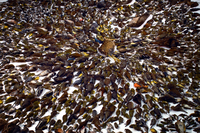 This assortment of more than 1,500 dead birds, all killed by collisions with Toronto windows, was collected during the 2010 migration season by volunteers from the Canadian Fatal Light Awareness Program.