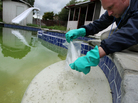 Christopher Doll releases fish into the water of a neglected pool to kill mosquitoes that might carry West Nile Virus in Concord, Calif., in 2009. Christopher Doll releases fish into the water of a neglected pool to kill mosquitoes that might carry West Nile Virus in Concord, Calif., in 2009.