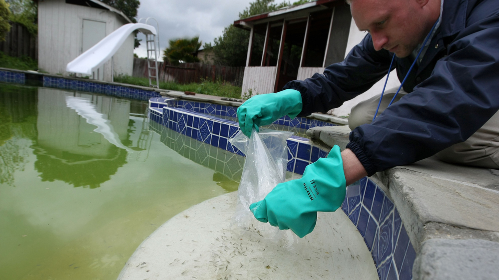 Christopher Doll releases fish into the water of a neglected pool to kill mosquitoes that might carry West Nile Virus in Concord, Calif., in 2009.