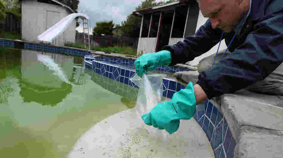 Christopher Doll releases fish into the water of a neglected pool to kill mosquitoes that might carry West Nile Virus in Concord, Calif., in 2009.