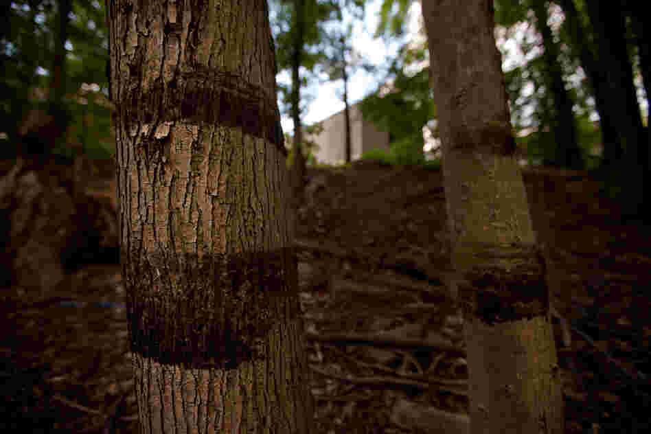 Oil rings on trees only 50 feet from the nearest home show the height of the oil and water, and its proximity to the Baker Estates Mobile Home Park in Battle Creek.