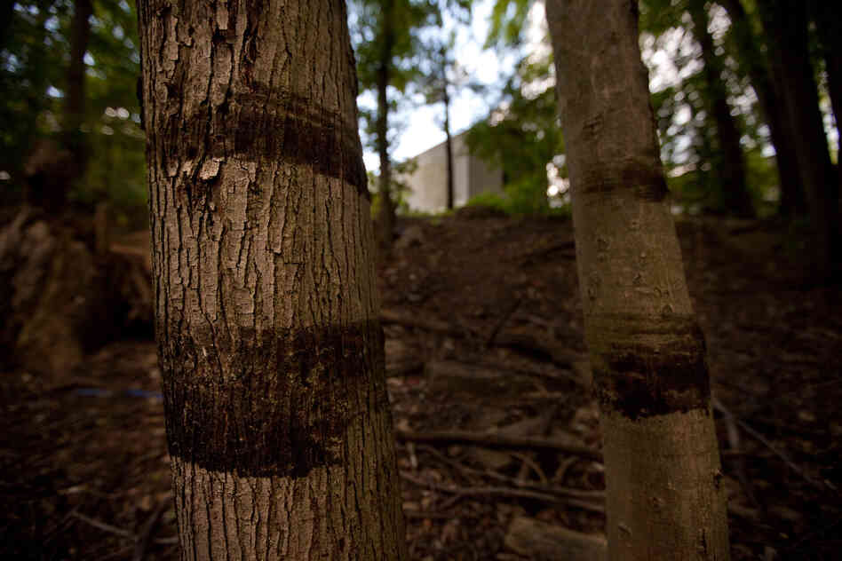 Oil rings on trees only 50 feet from the nearest home show the height of the oil and water, and its proximity to the Baker Estates Mobile Home Park in Battle Creek.