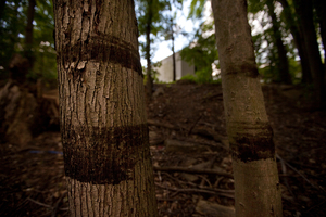 Oil rings on trees only 50 feet from the nearest home show the height of the oil and water, and its proximity to the Baker Estates Mobile Home Park in Battle Creek.
