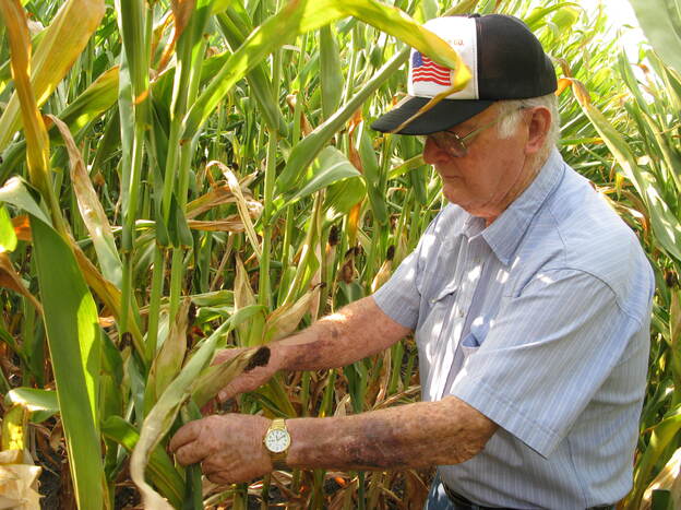 Charles Hildenbrand surveys the family's corn crop outside Thawville, Ill. He doesn't remember much from the Dust Bowl days, but says technology has saved what little corn the farm does have this year.