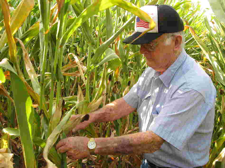 Charles Hildenbrand surveys the family's corn crop outside Thawville, Ill. He doesn't remember much from the Dust Bowl days, but says technology has saved what little corn the farm does have this year.