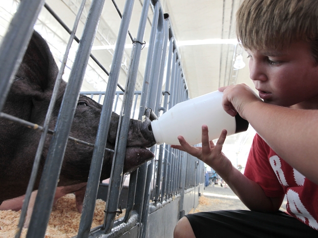 Colton Tucker gives water to a pig to be shown at the California State Fair in Sacramento in July. Federal health officials say most of the cases of a new flu virus in Indiana, Ohio and Hawaii after kids came in direct contact with pigs at agricultural fairs.