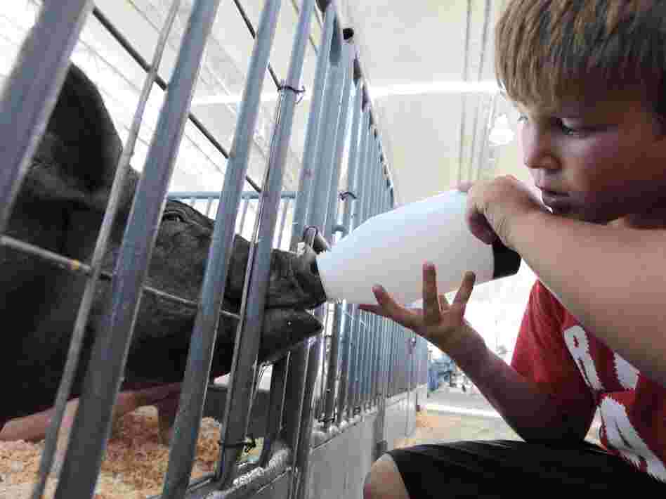 Colton Tucker gives water to a pig to be shown at the California State Fair in Sacramento in July. Federal health officials say most of the cases of a new flu virus in Indiana, Ohio and Hawaii after kids came in direct contact with pigs at agricultural fairs.