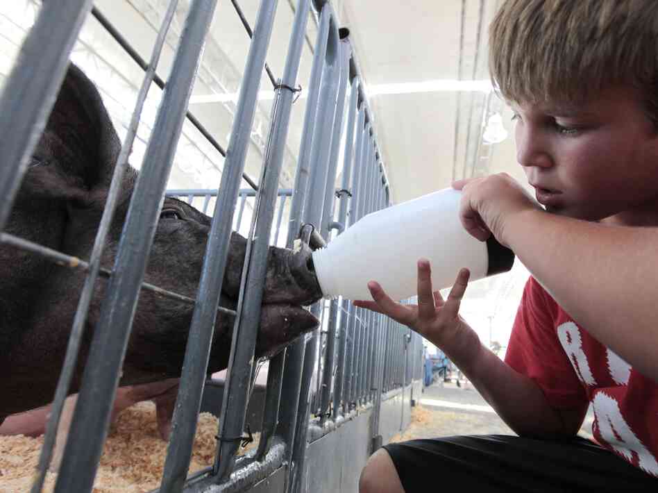 Colton Tucker gives water to a pig to be shown at the California State Fair in Sacramento in July. Federal health officials say most of the cases of a new flu virus in Indiana, Ohio and Hawaii after kids came in direct contact with pigs at agricultural fairs.