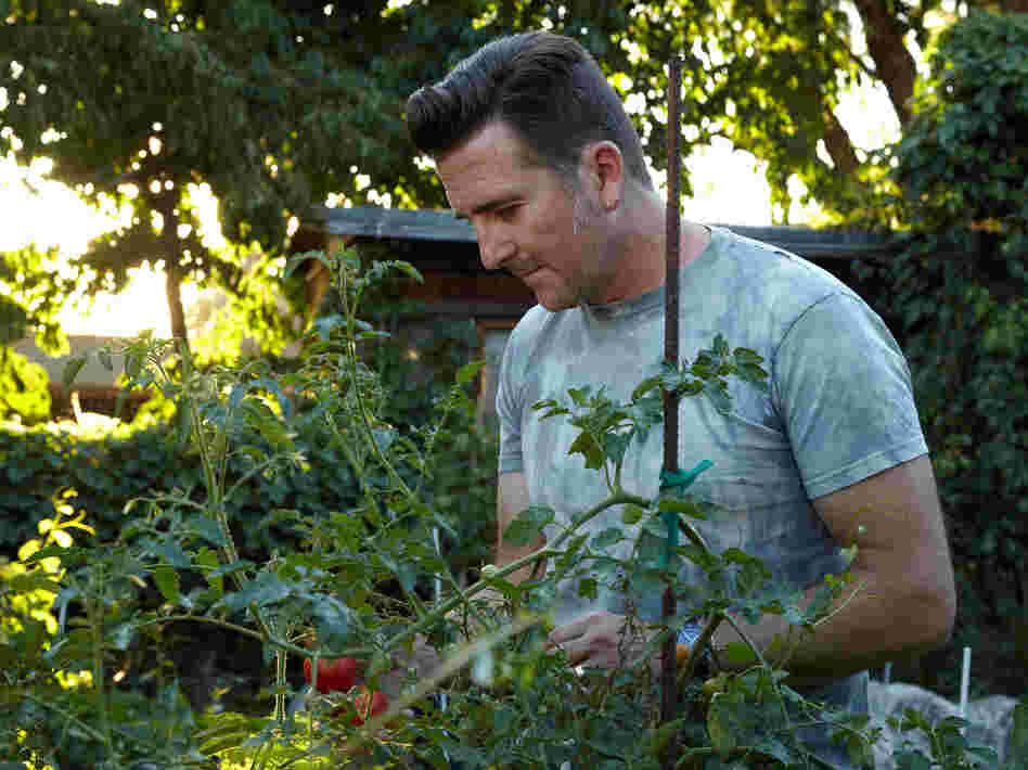NASA scientist Adam Steltzner checks the tomatoes in his garden.