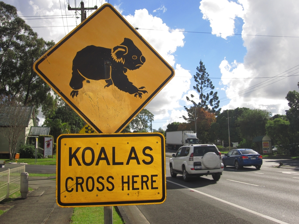 The biggest threat to Australia's koalas is loss of habitat, says Friends of the Koala President Lorraine Vass.