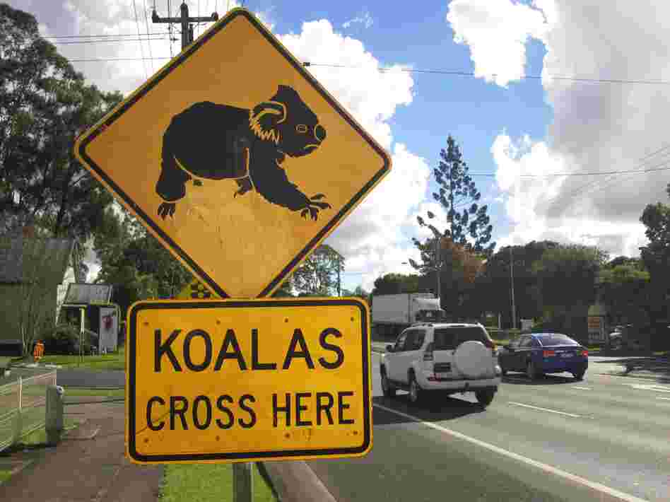 The biggest threat to Australia's koalas is loss of habitat, says Friends of the Koala President Lorraine Vass.