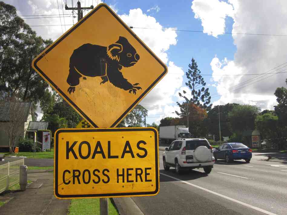 The biggest threat to Australia's koalas is loss of habitat, says Friends of the Koala President Lorraine Vass.