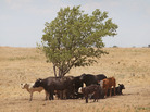 Cattle use a tree for shade as temperatures rose above 100 degrees in a pasture July 28, 2011, near Canadian, Texas. Cattle use a tree for shade as temperatures rose above 100 degrees in a pasture July 28, 2011, near Canadian, Texas.