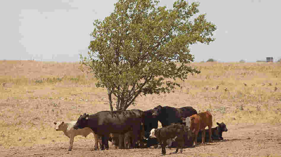 Cattle use a tree for shade as temperatures rose above 100 degrees in a pasture July 28, 2011, near Canadian, Texas. Cattle use a tree for shade as temperatures rose above 100 degrees in a pasture July 28, 2011, near Canadian, Texas.