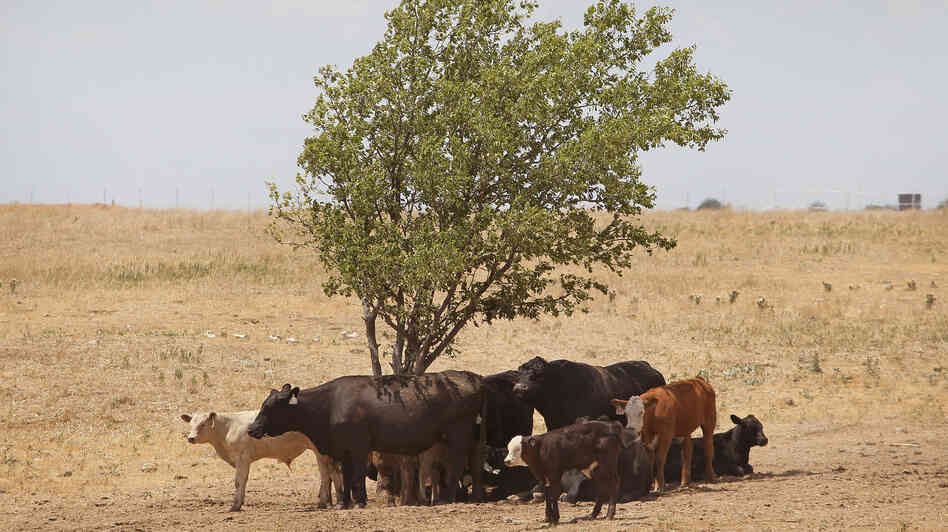 Cattle use a tree for shade as temperatures rose above 100 degrees in a pasture July 28, 2011, near Canadian, Texas. Cattle use a tree for shade as temperatures rose above 100 degrees in a pasture July 28, 2011, near Canadian, Texas.