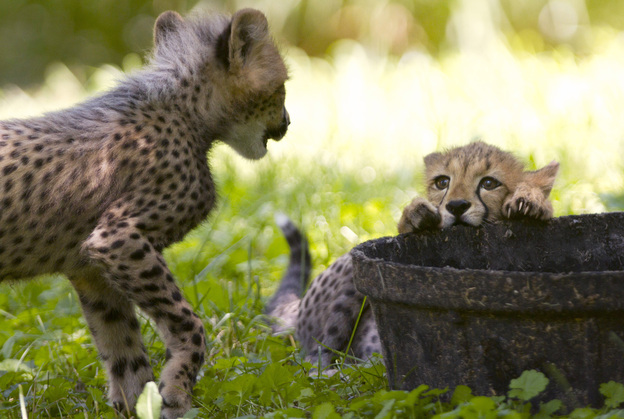 The Cheetahs In Question: Two three-month-old cheetah cubs play during their first week of being on public view at the National Zoo. The animals were named after U.S. track stars Justin Gatlin and Carmelita Jeter. But like even the smallest of felines, there is precious little chance they will ever show even a flicker of recognition upon hearing their name called.