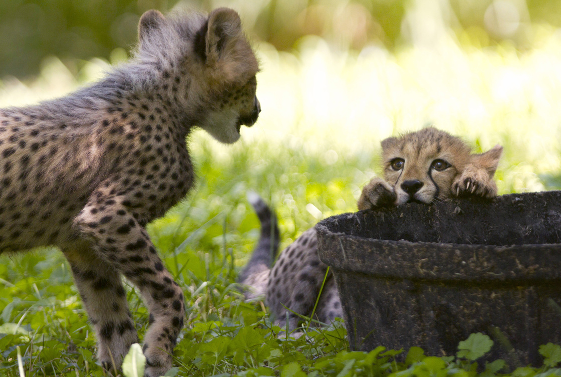 The Cheetahs In Question: Two three-month-old cheetah cubs play during their first week of being on public view at the National Zoo. The animals were named after U.S. track stars Justin Gatlin and Carmelita Jeter. But like even the smallest of felines, there is precious little chance they will ever show even a flicker of recognition upon hearing their name called.
