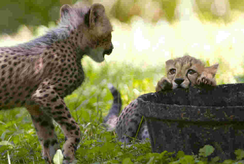 The Cheetahs In Question: Two three-month-old cheetah cubs play during their first week of being on public view at the National Zoo. The animals were named after U.S. track stars Justin Gatlin and Carmelita Jeter. But like even the smallest of felines, there is precious little chance they will ever show even a flicker of recognition upon hearing their name called.
