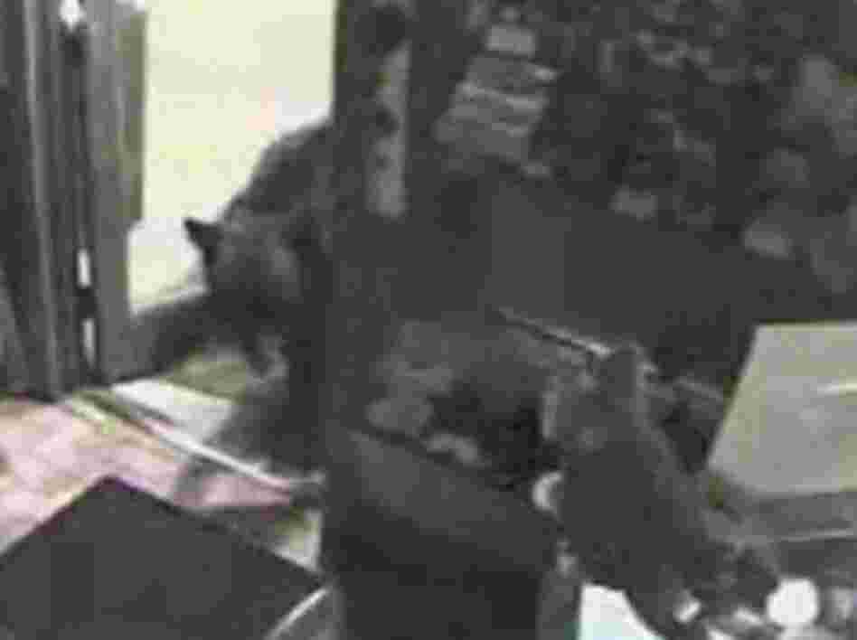 The bear burglar.
