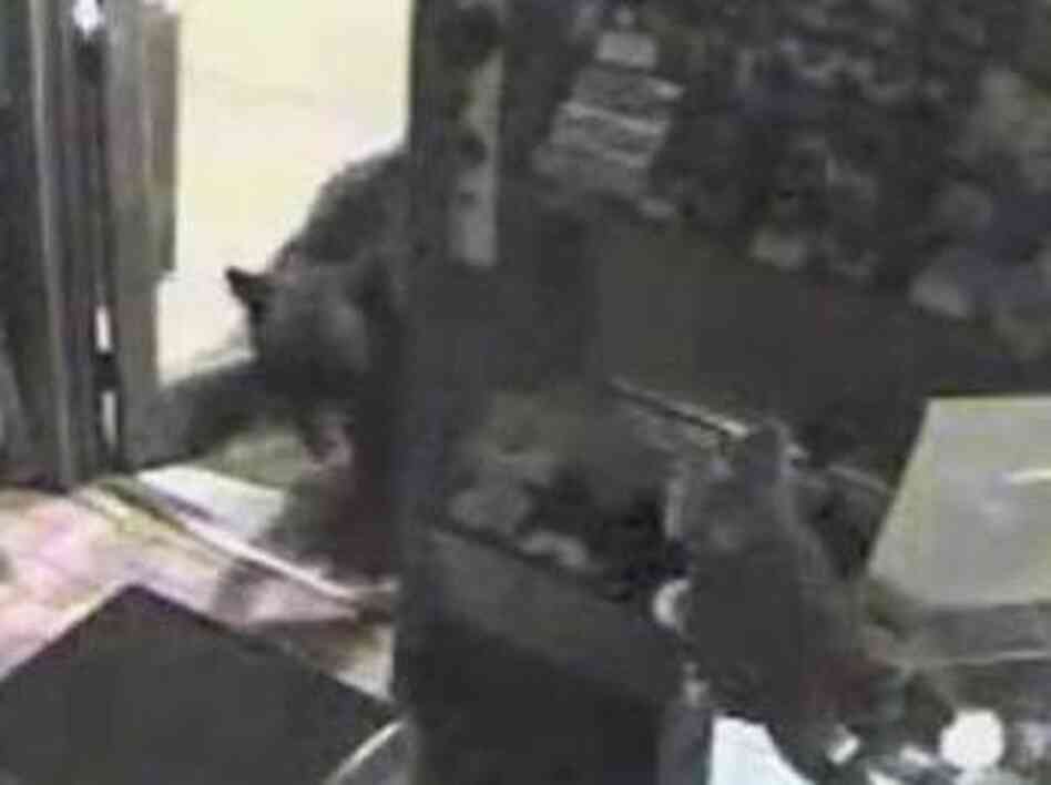 The bear burglar.
