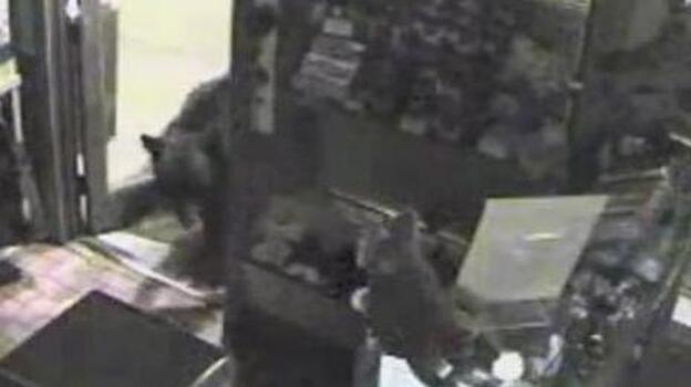 The bear burglar. (Estes Park News)