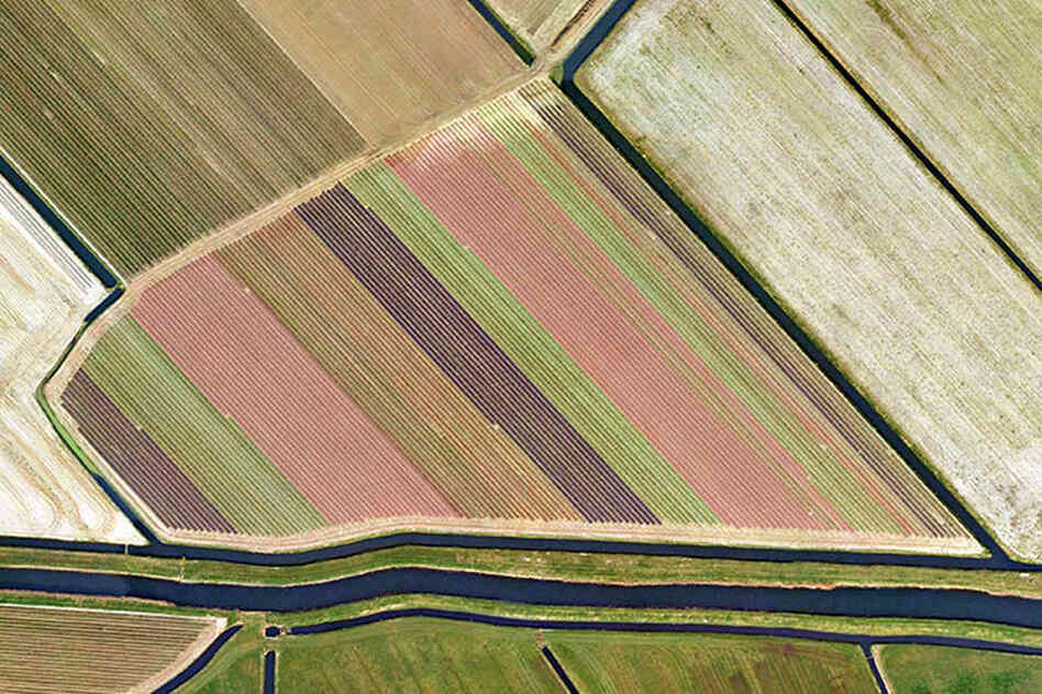 Near Heiloo #2