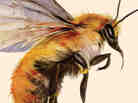 At the Mouth of the River of Bees cover.