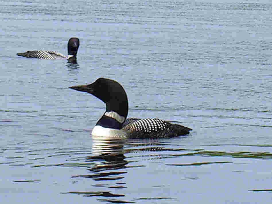 Hearing the call of the loons is like "a blessing." Hearing the call of the loons is like "a blessing."
