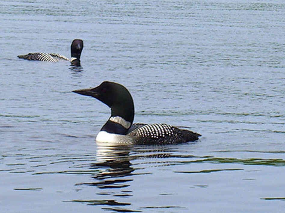Hearing the call of the loons is like "a blessing." Hearing the call of the loons is like "a blessing."