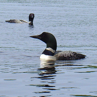 Hearing the call of the loons is like "a blessing."
