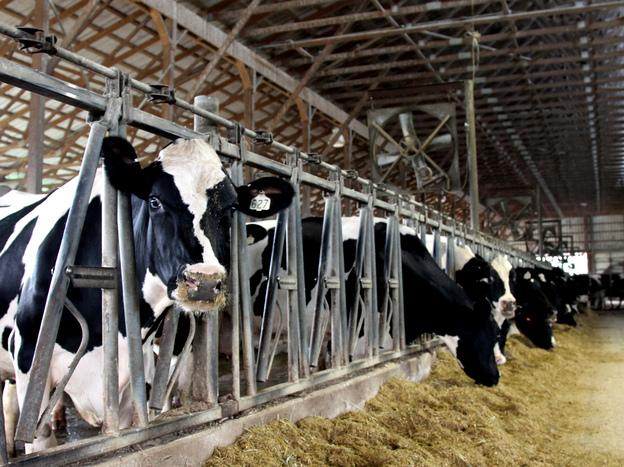 Rocky Point Creamery cows say hello.