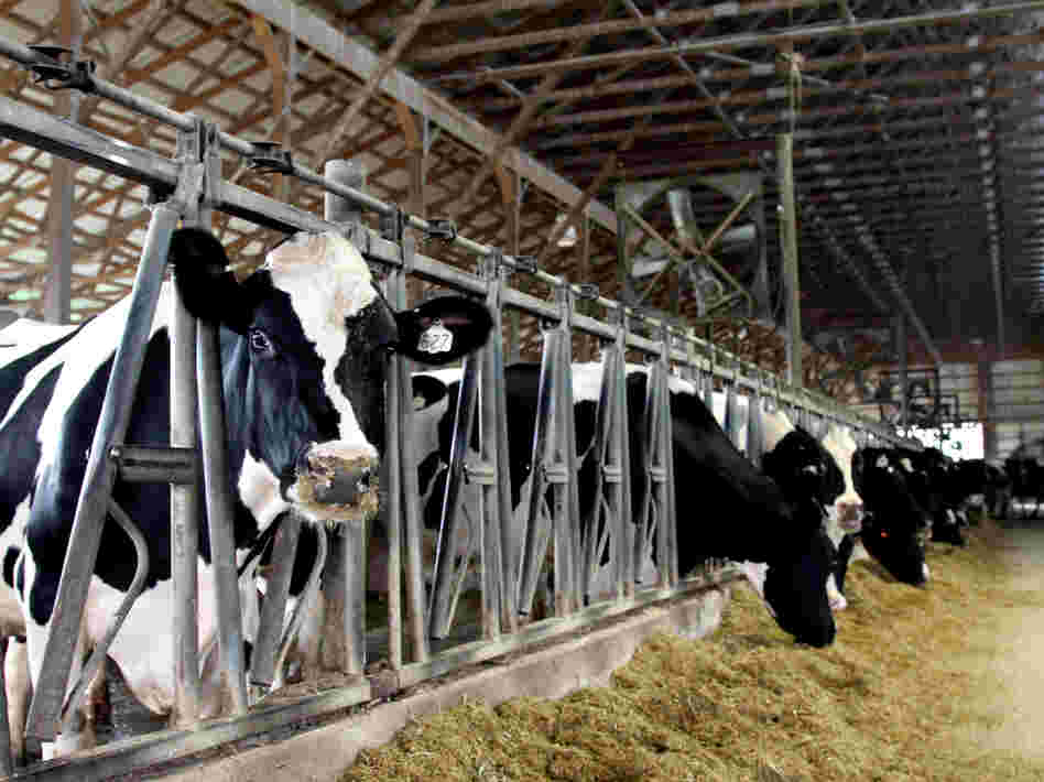 Rocky Point Creamery cows say hello.