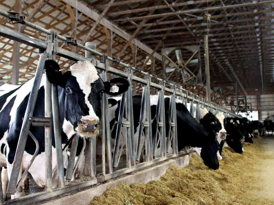 Rocky Point Creamery cows say hello.