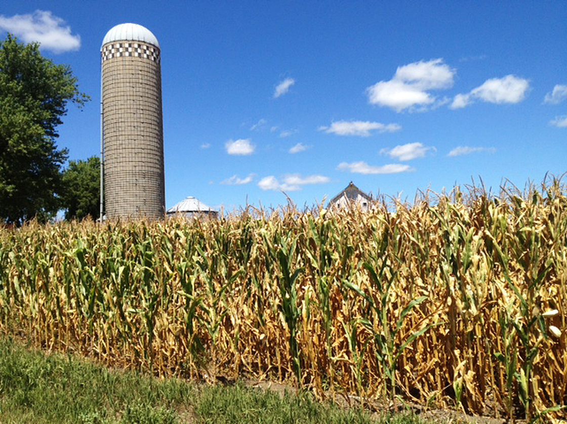 Signs of the drought in central Iowa are apparent just off the road in Marion County. A vast majority of farmers are protected from crop losses with federally backed insurance.
