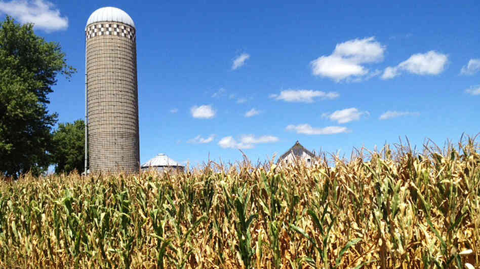 Signs of the drought in central Iowa are apparent just off the road in Marion County. A vast majority of farmers are protected from crop losses with federally backed insurance.