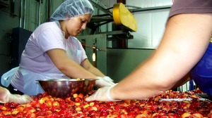 Farm-fresh Rainier cherries get sorted before they're dried for candy and other treats.