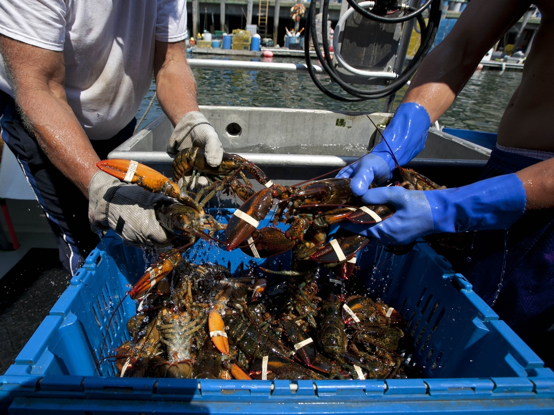 Blockades set up by lobster trappers in Canada have disrupted Maine's lobster business.