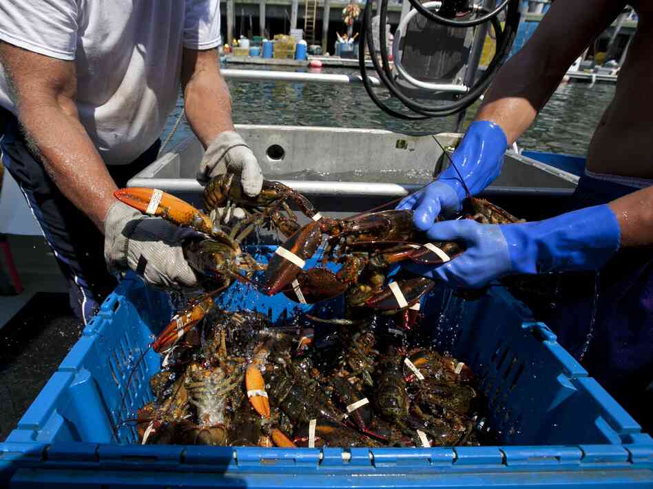 Blockades set up by lobster trappers in Canada have disrupted Maine's lobster business.