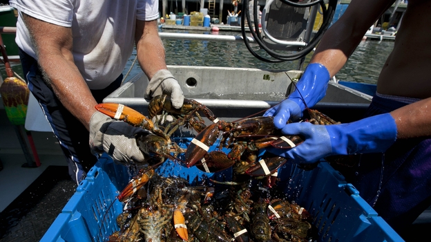 Blockades set up by lobster trappers in Canada have disrupted Maine's lobster business. (AP)