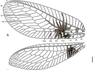 A diagram of the forewing of a Semachrysa jade lacewing with its distinctive markings.