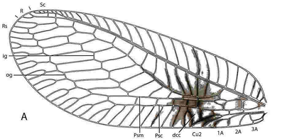 A diagram of the forewing of a Semachrysa jade lacewing with its distinctive markings.