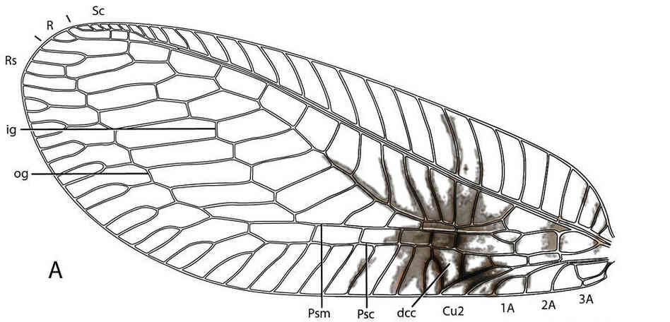 A diagram of the forewing of a Semachrysa jade lacewing with its distinctive markings.