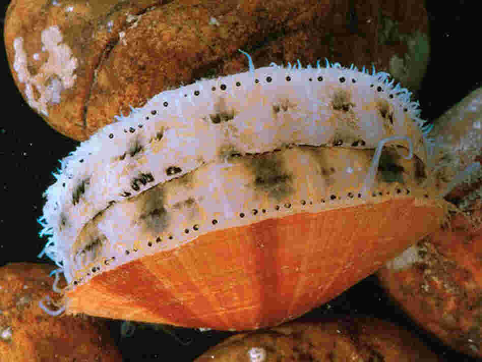 Sea scallops squeeze water out of their shells to propel them away from starfish or other predators. That's why they must be farmed in cages; otherwise, they'd swim away. Sea scallops squeeze water out of their shells to propel them away from starfish or other predators. That's why they must be farmed in cages; otherwise, they'd swim away.