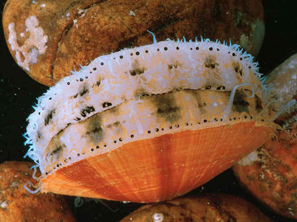 Sea scallops squeeze water out of their shells to propel them away from starfish or other predators. That's why they must be farmed in cages; otherwise, they'd swim away. Sea scallops squeeze water out of their shells to propel them away from starfish or other predators. That's why they must be farmed in cages; otherwise, they'd swim away.